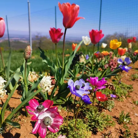 Cà Del Pian Villanova Mondovì